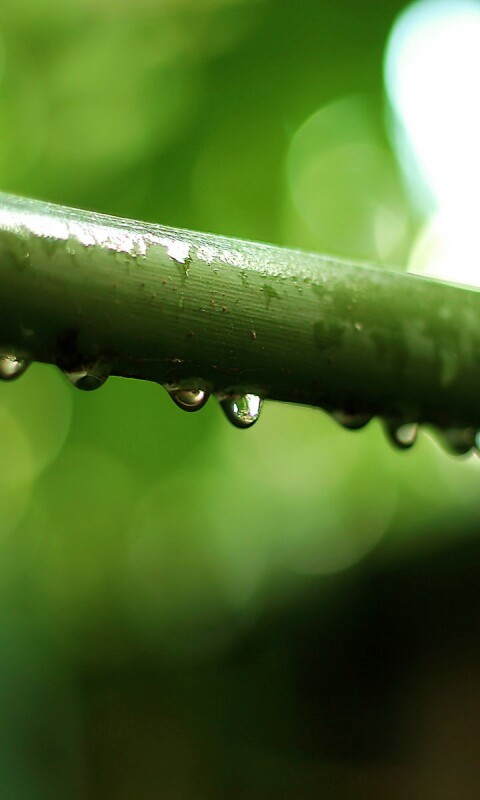 Капли на стебле обои