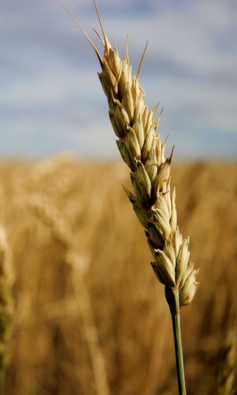 Колосок обои