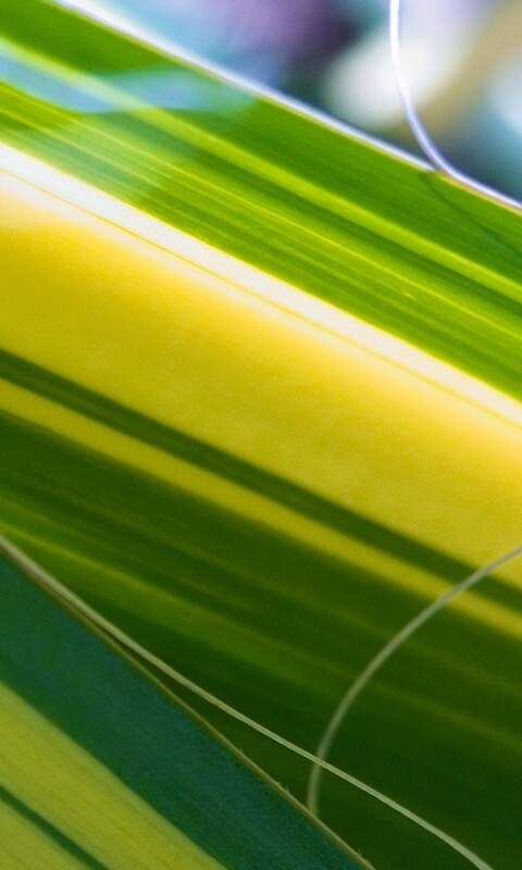 Желто-зеленые травинки обои