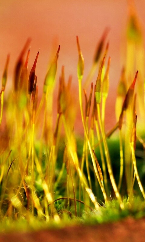 Тонкие ростки обои