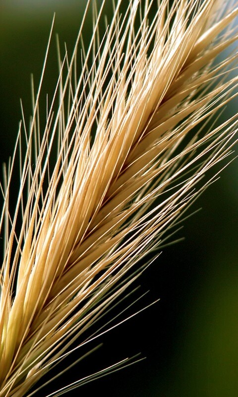 Колючая травинка обои