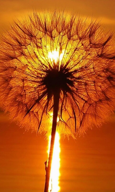 Одуванчик на закател обои