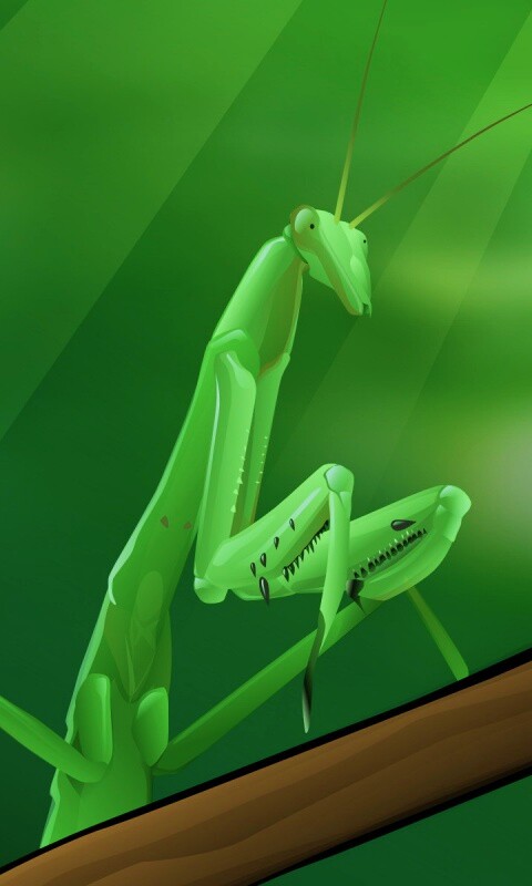 Рисунок богомола обои