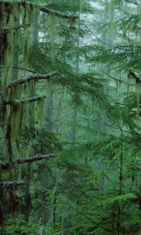 Темная чаща обои