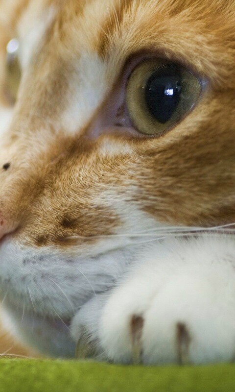 Мордочка на лапаках обои