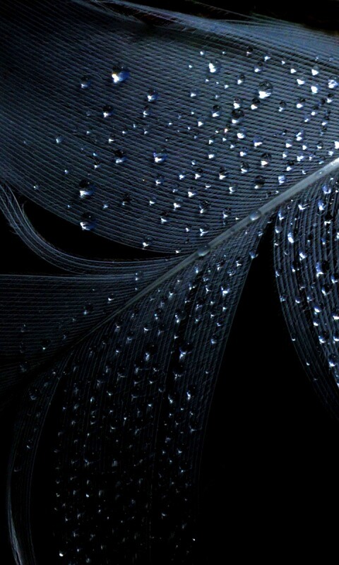 Капли на черном пере обои