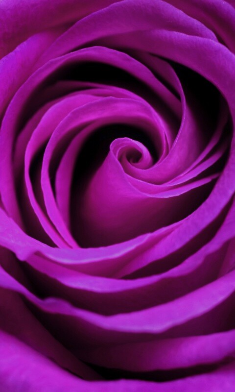 Сиреневая роза обои