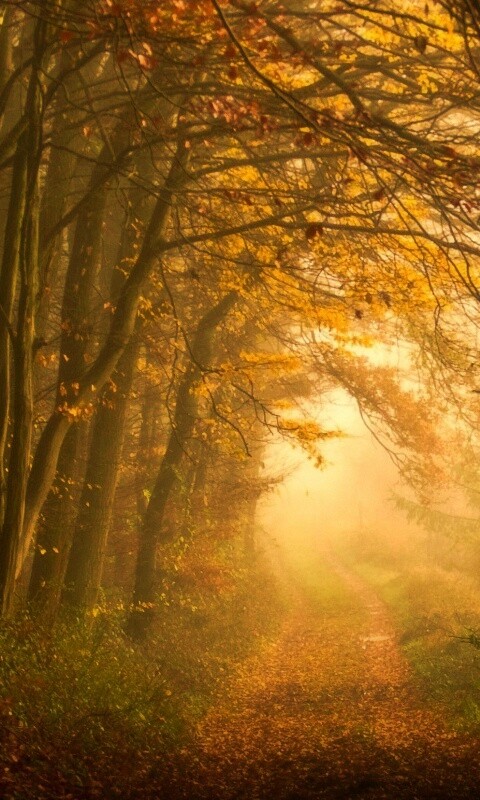 Дорожка заваленная листьями обои