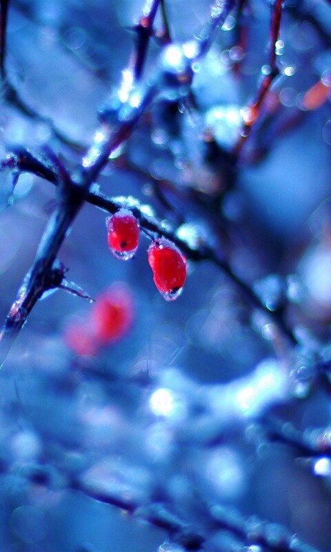 Замерзшие ягоды обои