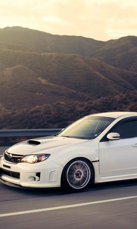 Белый субарь на тарссе обои