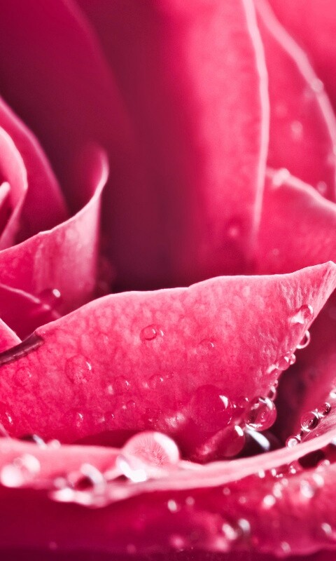 Капли на бутоне розы обои