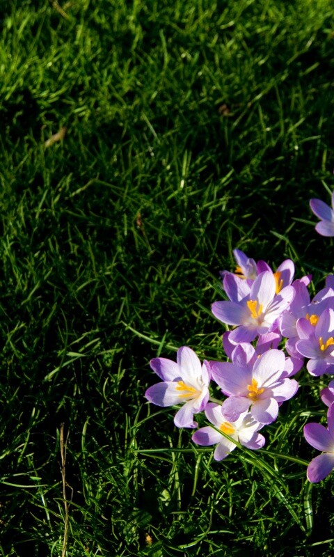 Фиалки на траве обои