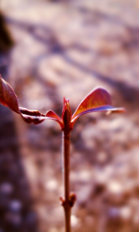 Красный росток обои