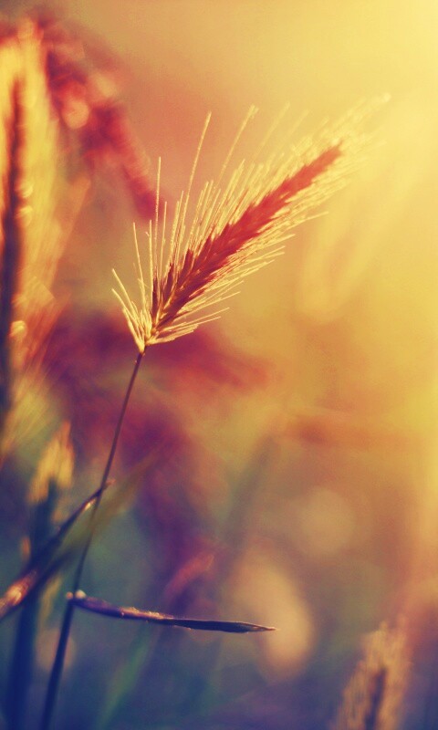 Травинки на солнце обои