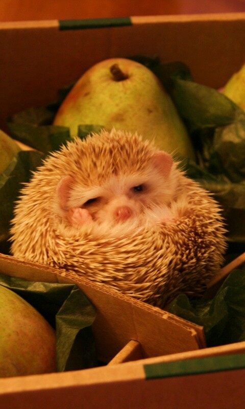 Ёжик в грушах обои