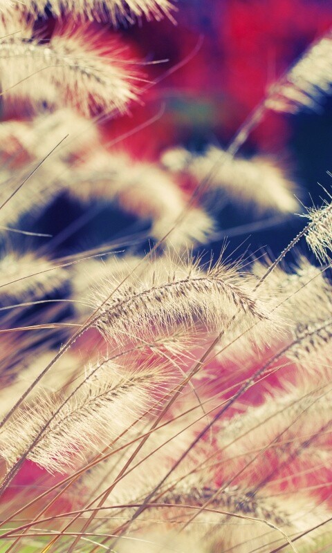 Травинки на ветру обои