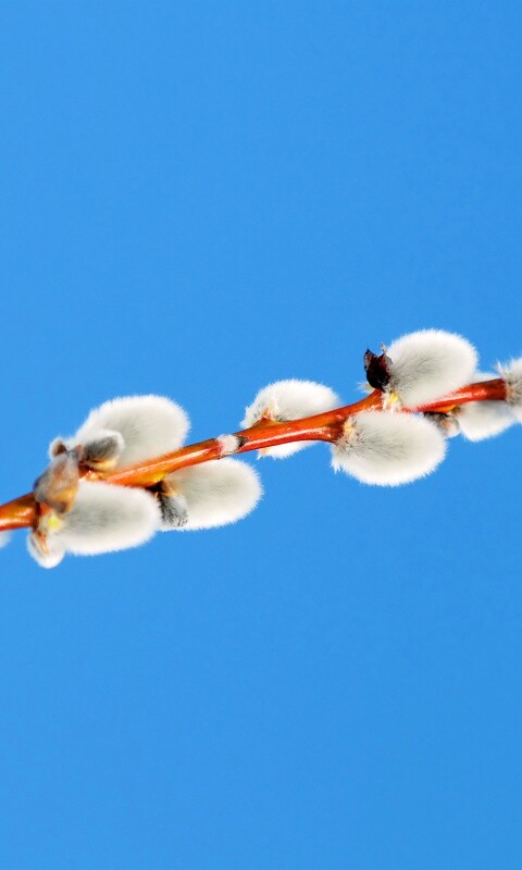 Пушистые почки обои