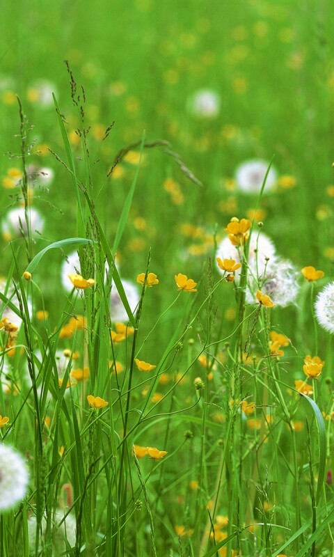 Поле одуванчиков обои