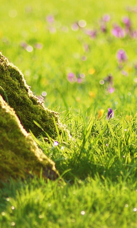 Дерево в траве обои