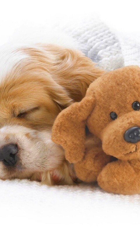 Собака спит с игрушкой обои