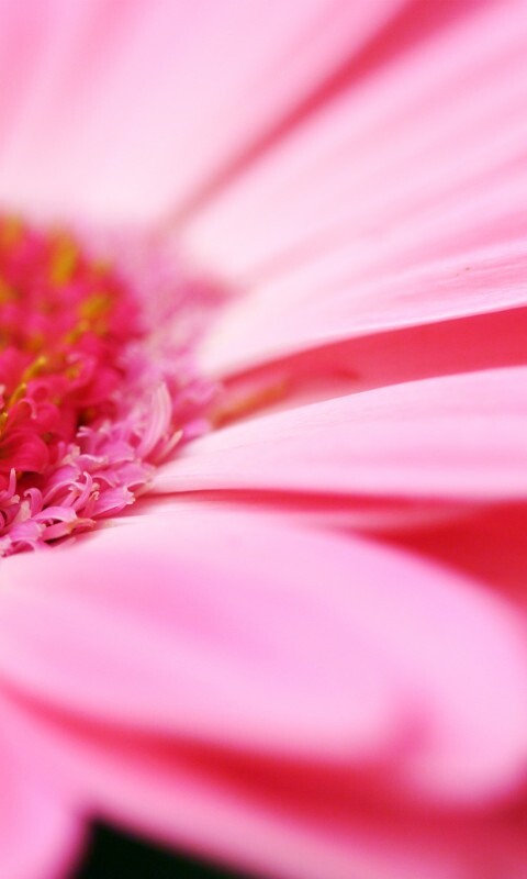 Гербер обои