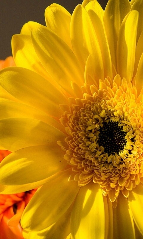 Желтый гербер обои