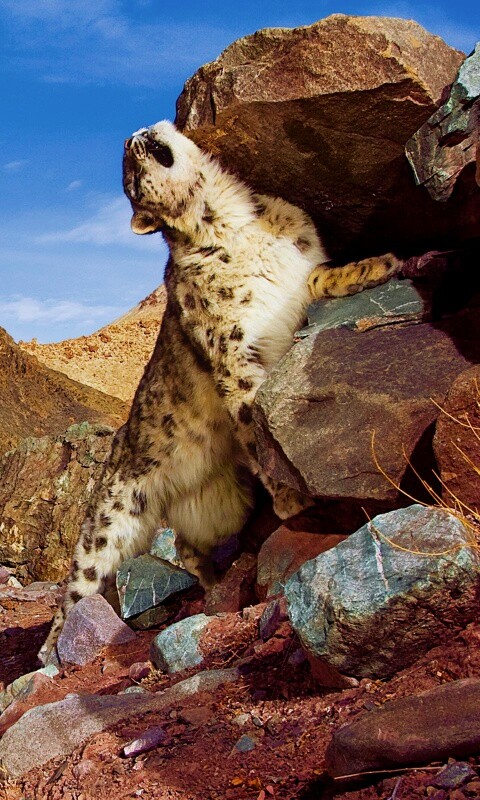 Барс чешется о камни обои