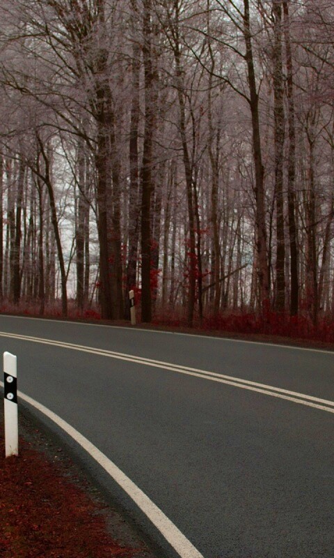 Дорога в осеннем лесу обои