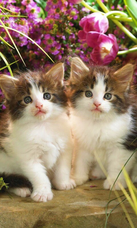 Котята в цветах обои