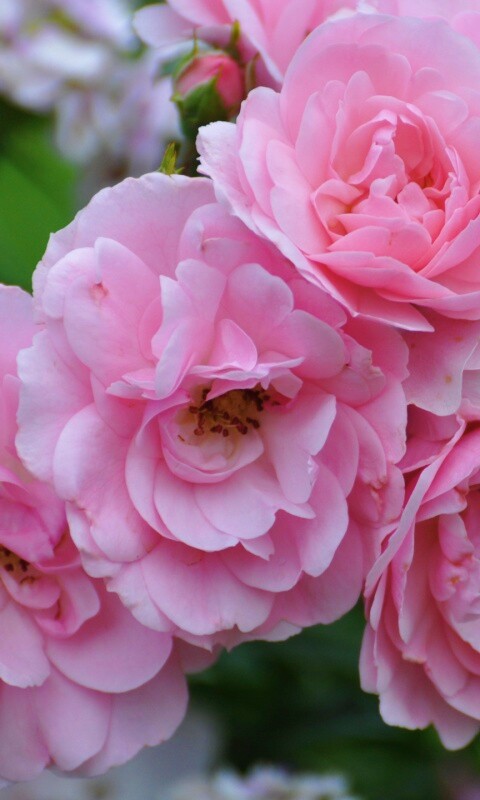 Розовые цветы обои