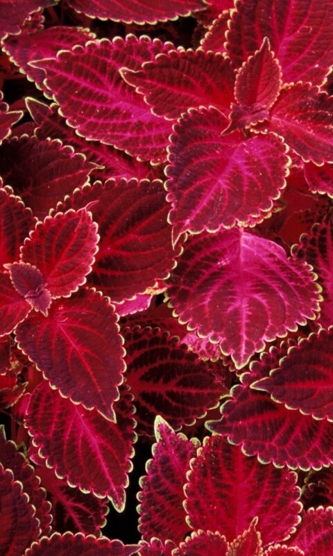 Красные листья обои