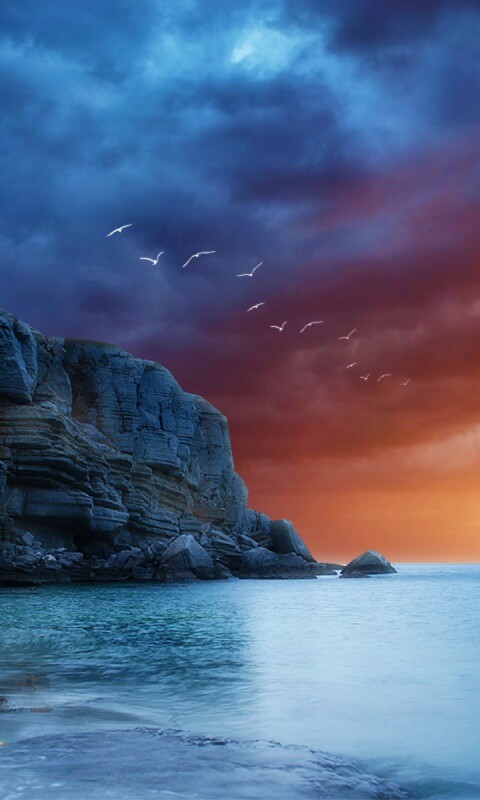 Чайки над скалами обои