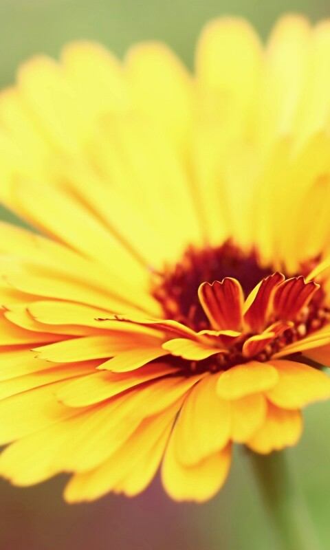 Желтый гербер обои