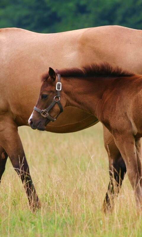 Жеребенок и беременная кобыла обои