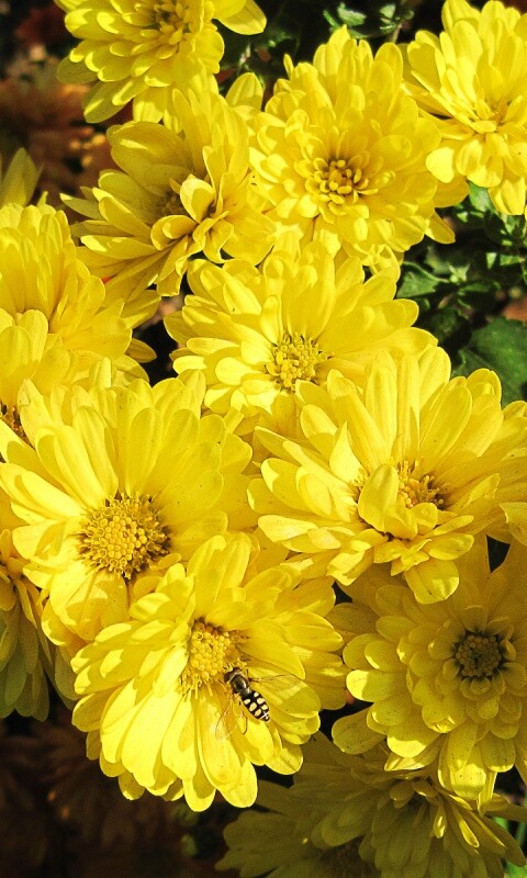 Оса на желтых герберах обои