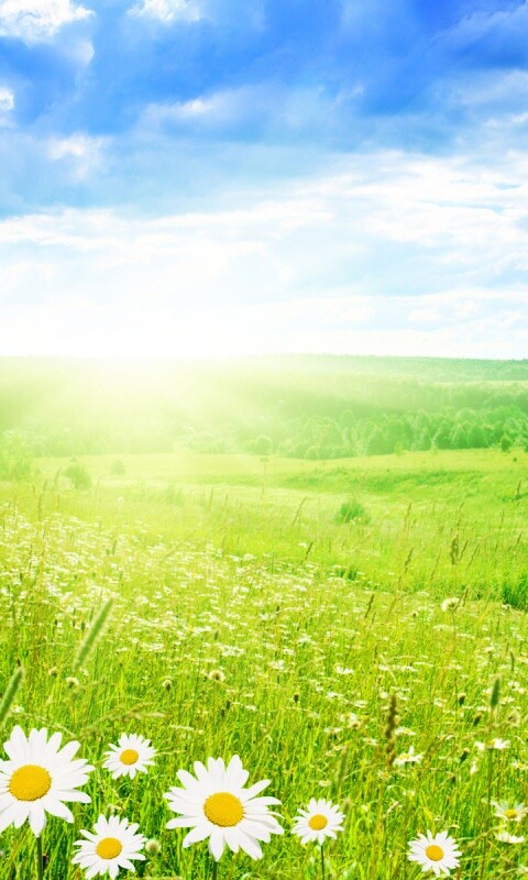 Летний восход обои