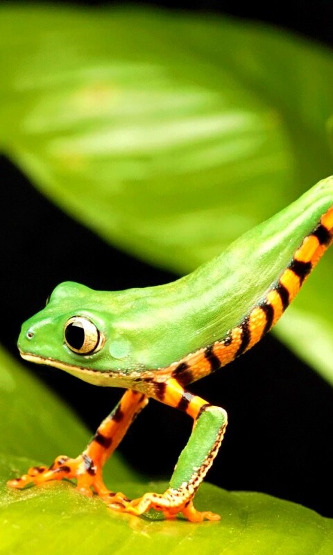 Лягушка переползает с листа на лист обои