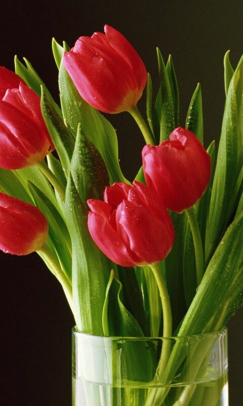 Букет тюльпанов обои