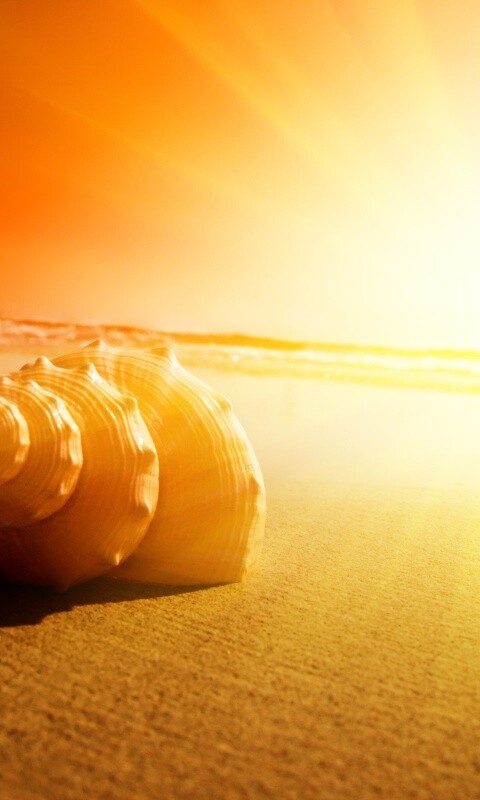 Золотистая ракушка обои