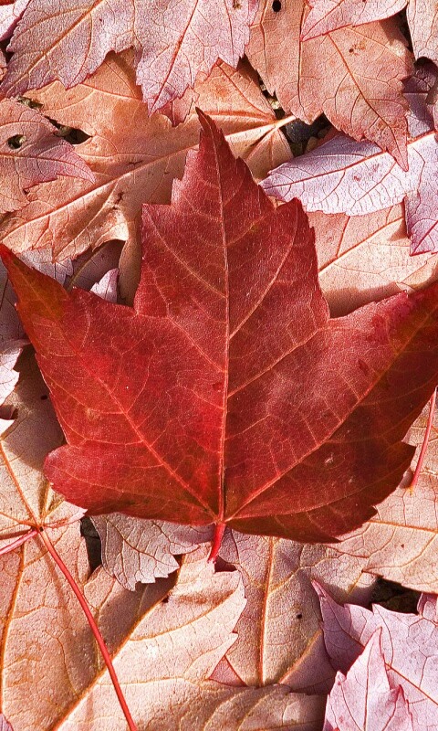 Флаг Канады из листьев обои