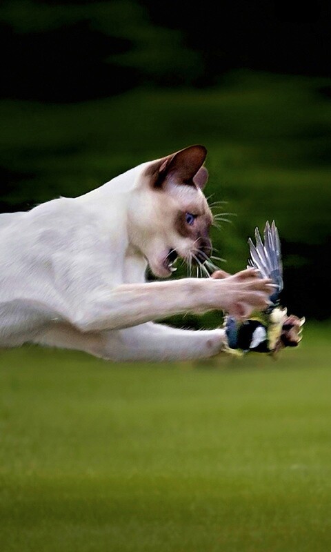 Кошка ловит птичку обои