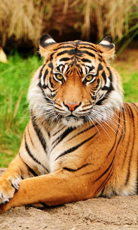 Тигр отдыхает обои