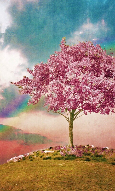 Одинокое цветущее дерево обои