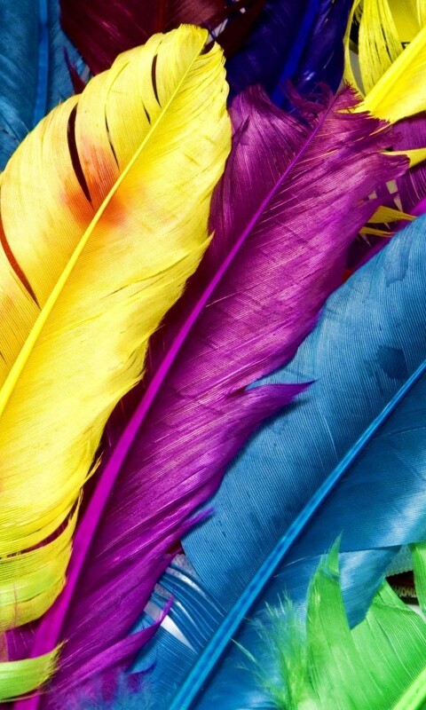 Разноцветные перья обои