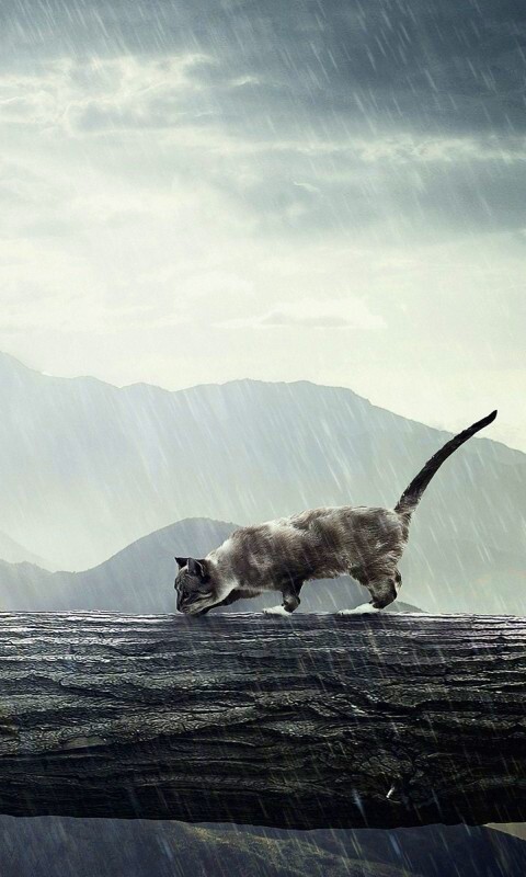 Девушка и кошка обои