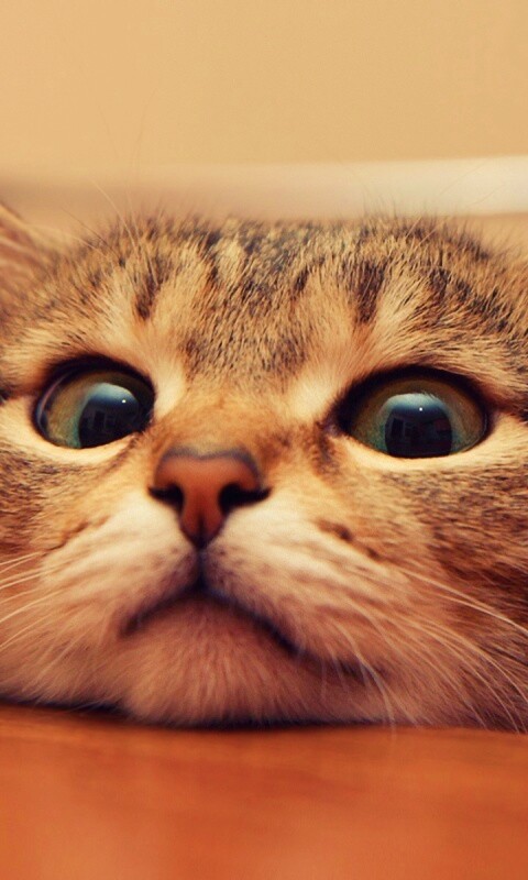 Любопытный котейка обои