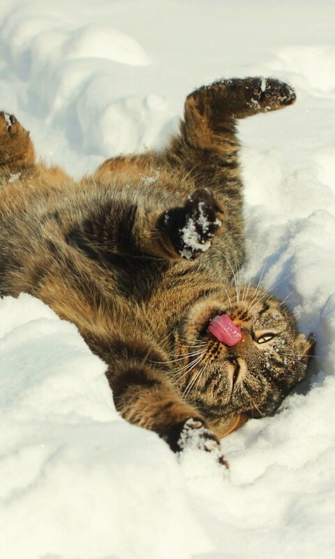 Кот валяется в снегу обои