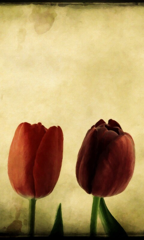 Нарисованные цветы обои