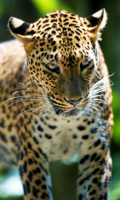 Леопард в сингапурском зоопарке обои