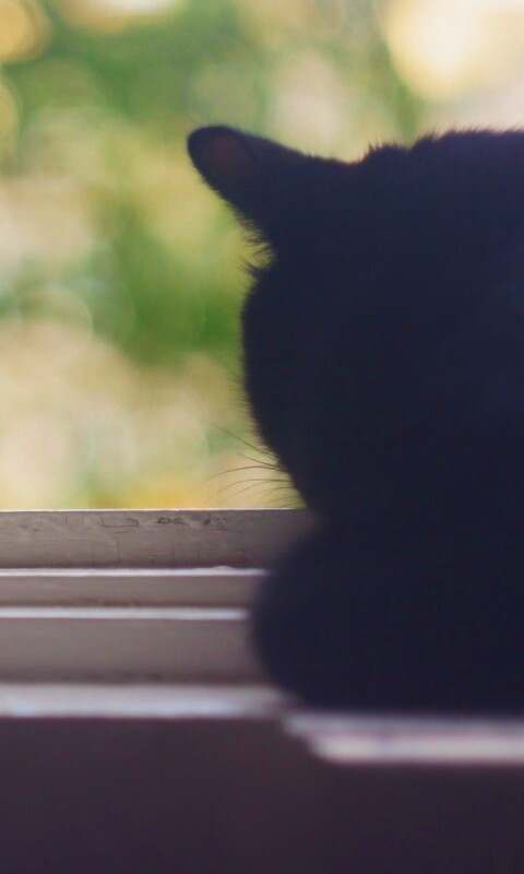 Дремлющий на окне черный кот обои